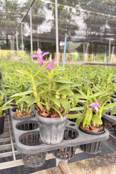 Dendrobium Rainbow Dance (Hybrid)