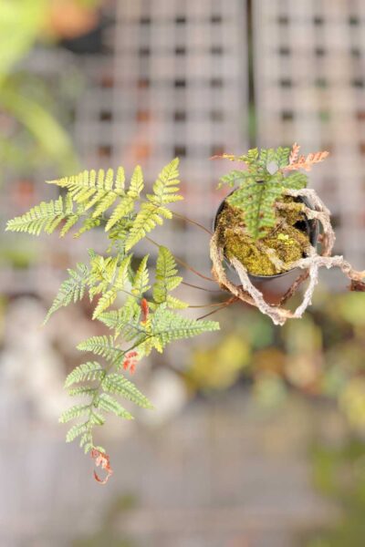 Davallia fejeensis Rabbit’s Foot Fern