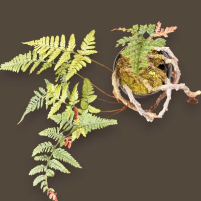 Davallia fejeensis