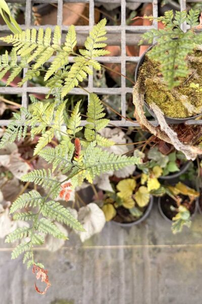 Rabbit’s Foot Fern