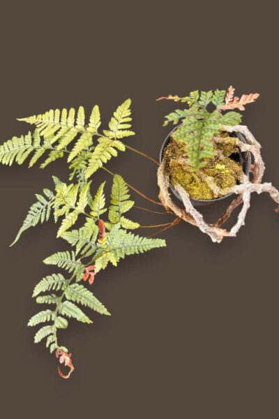 Davallia fejeensis Rabbit’s Foot Fern