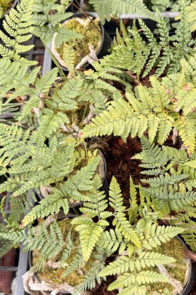 Davallia fejeensis Rabbit’s Foot Fern