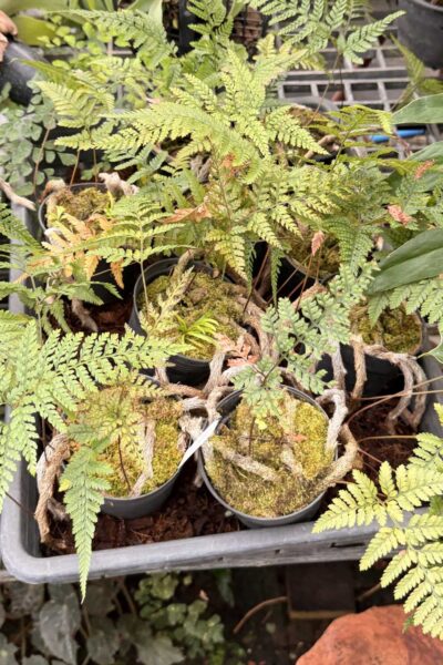 Davallia fejeensis Rabbit’s Foot Fern