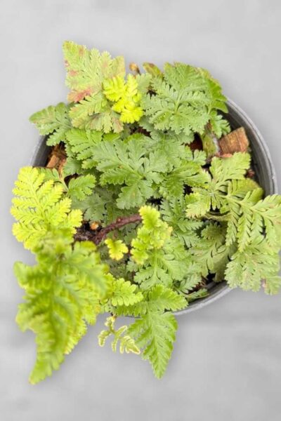Davallia fejeensis Dwarf Form