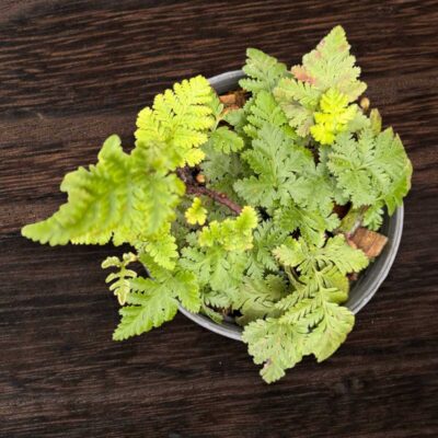 Davallia fejeensis Dwarf (Rabbit Foot Fern)