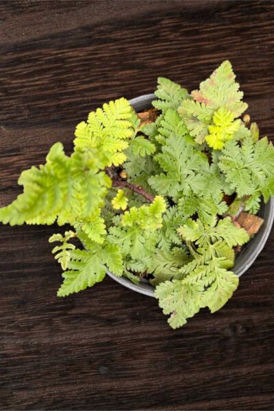 Davallia fejeensis Dwarf Form