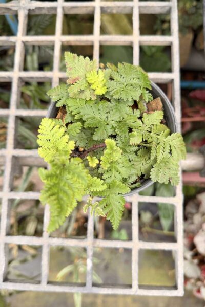 Davallia fejeensis Dwarf Form