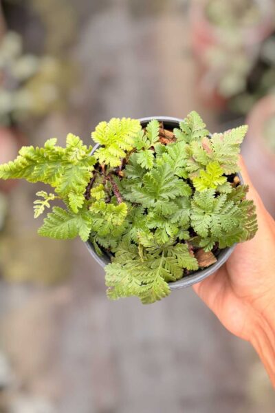 Davallia fejeensis Dwarf Form