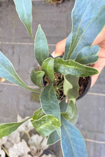 microsorum siamensis