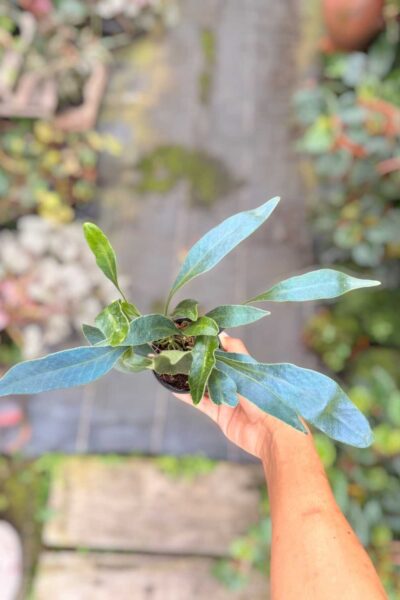 microsorum siamensis