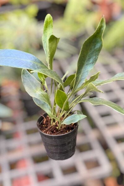 microsorum siamensis