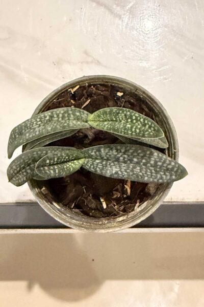 Paphiopedilum micranthum