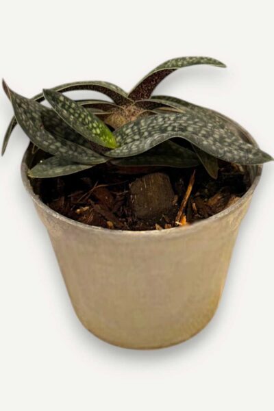 Paphiopedilum micranthum