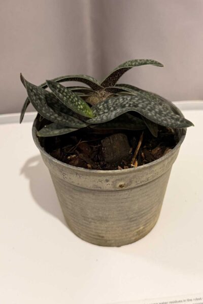 Paphiopedilum micranthum