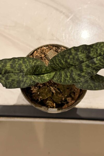Paphiopedilum malipoense