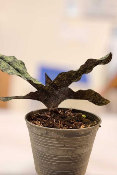 Paphiopedilum malipoense