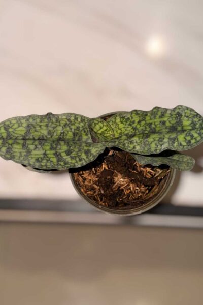 Paphiopedilum malipoense