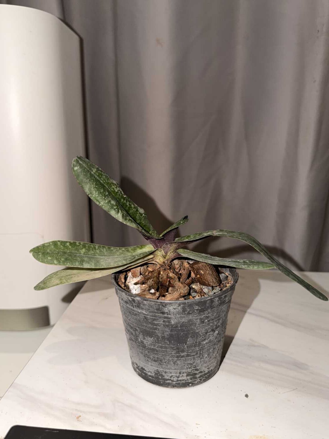 Paphiopedilum josianae - Paphiopedilum josianae - Image 2