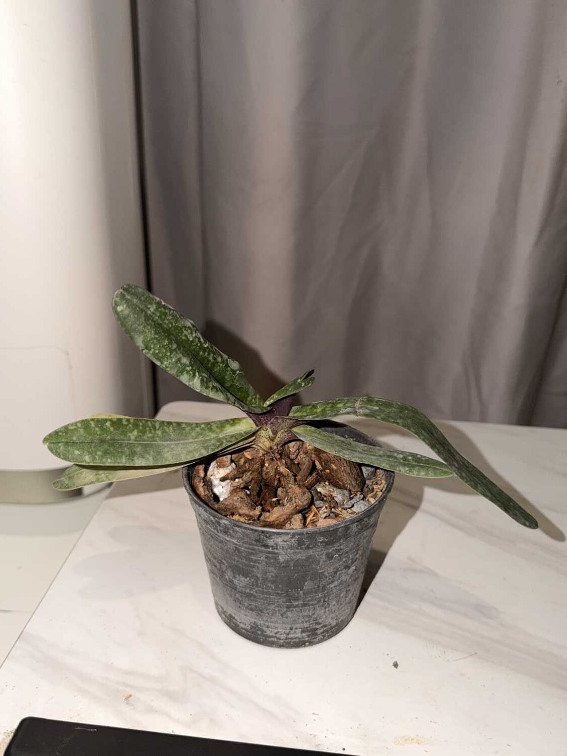 Paphiopedilum josianae - Paphiopedilum josianae - Image 3