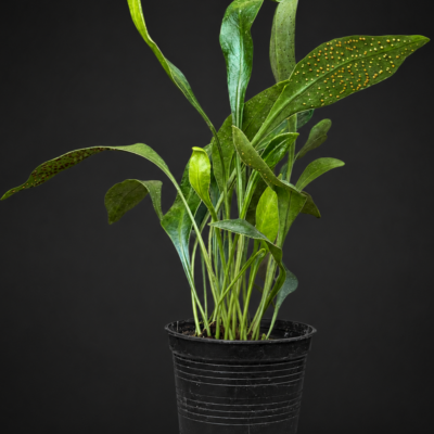 Microsorum siamensis
