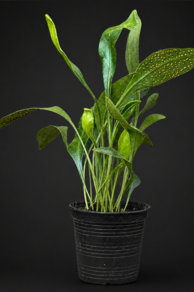 microsorum siamensis