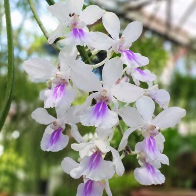 Holcoglossum amesianum