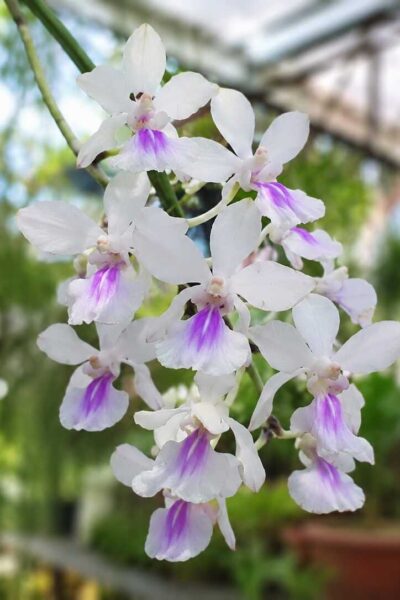 Holcoglossum amesianum