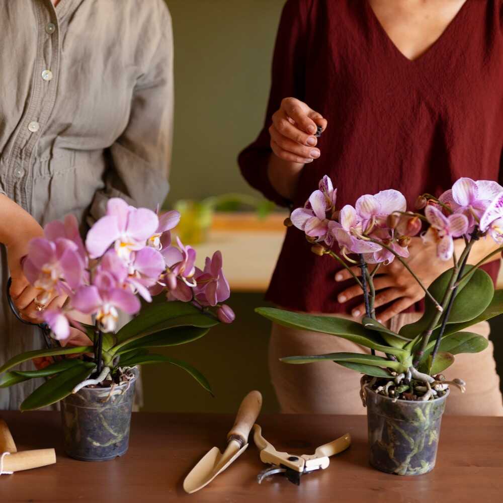 Tips for Growing Healthy Tropical Plants