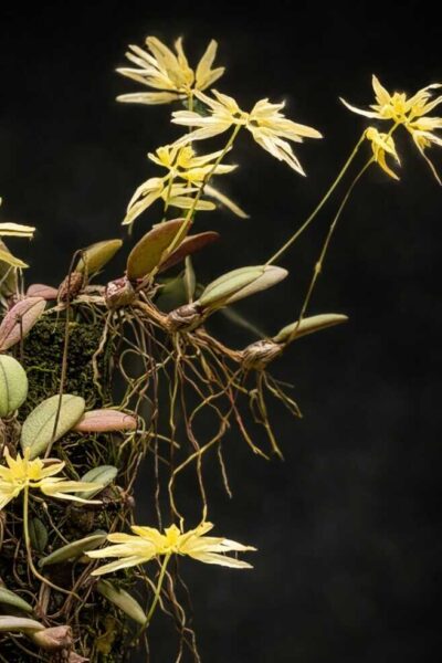 Bulbophyllum purpurascens 2026-06-27 at 17.56.55