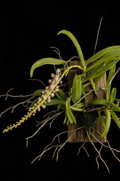 Smitinandia micrantha