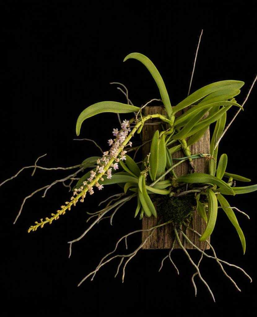 Smitinandia micrantha – Blooming Size - Smitinandia micrantha