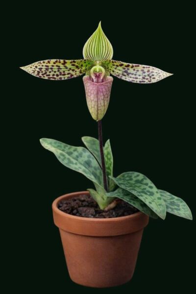 Home - Paphiopedilum sukhakulii