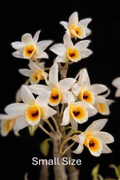 Home - Dendrobium bensoniae (Small)