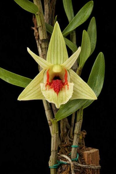 Home - Dendrobium cruentum