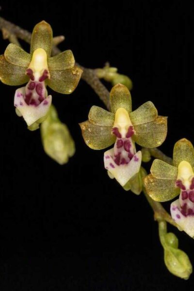 Home - Phalaenopsis mirabilis
