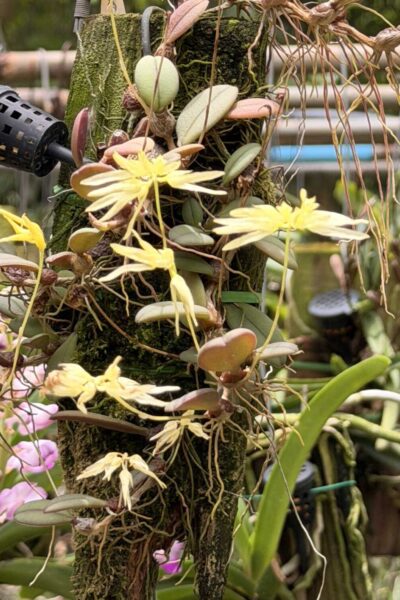 Bulbophyllum purpurascens