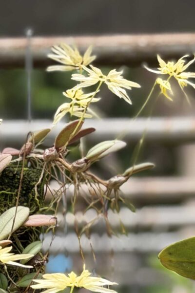 Bulbophyllum purpurascens
