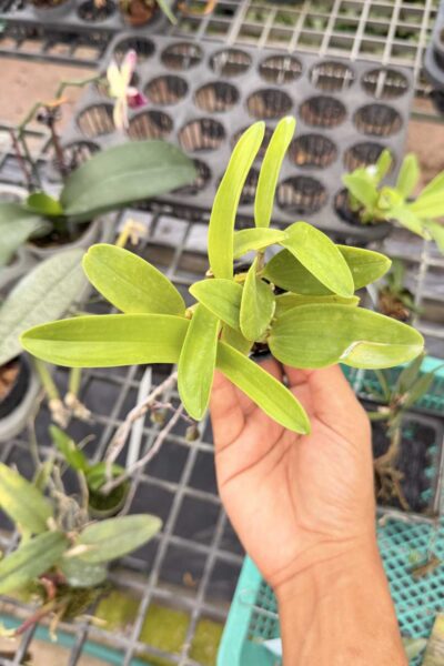 Dendrobium spectabile