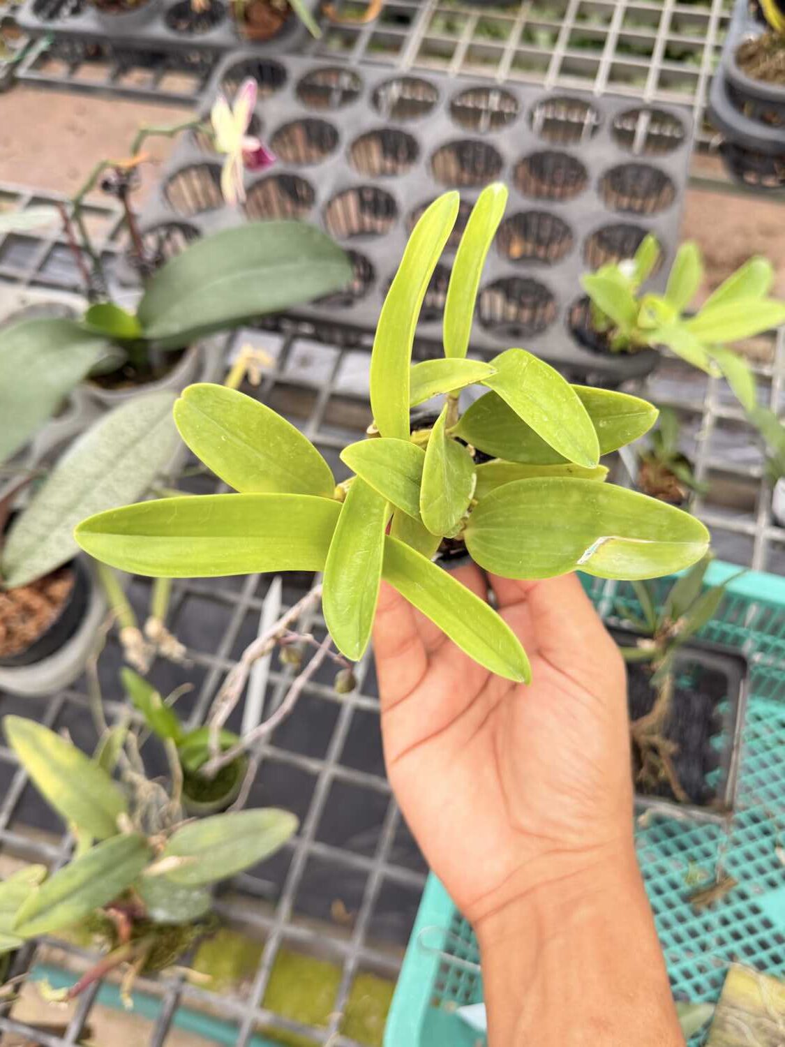 Dendrobium spectabile - Dendrobium spectabile