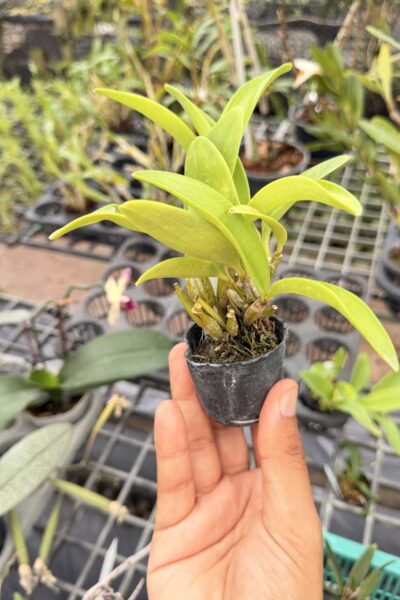 Dendrobium spectabile