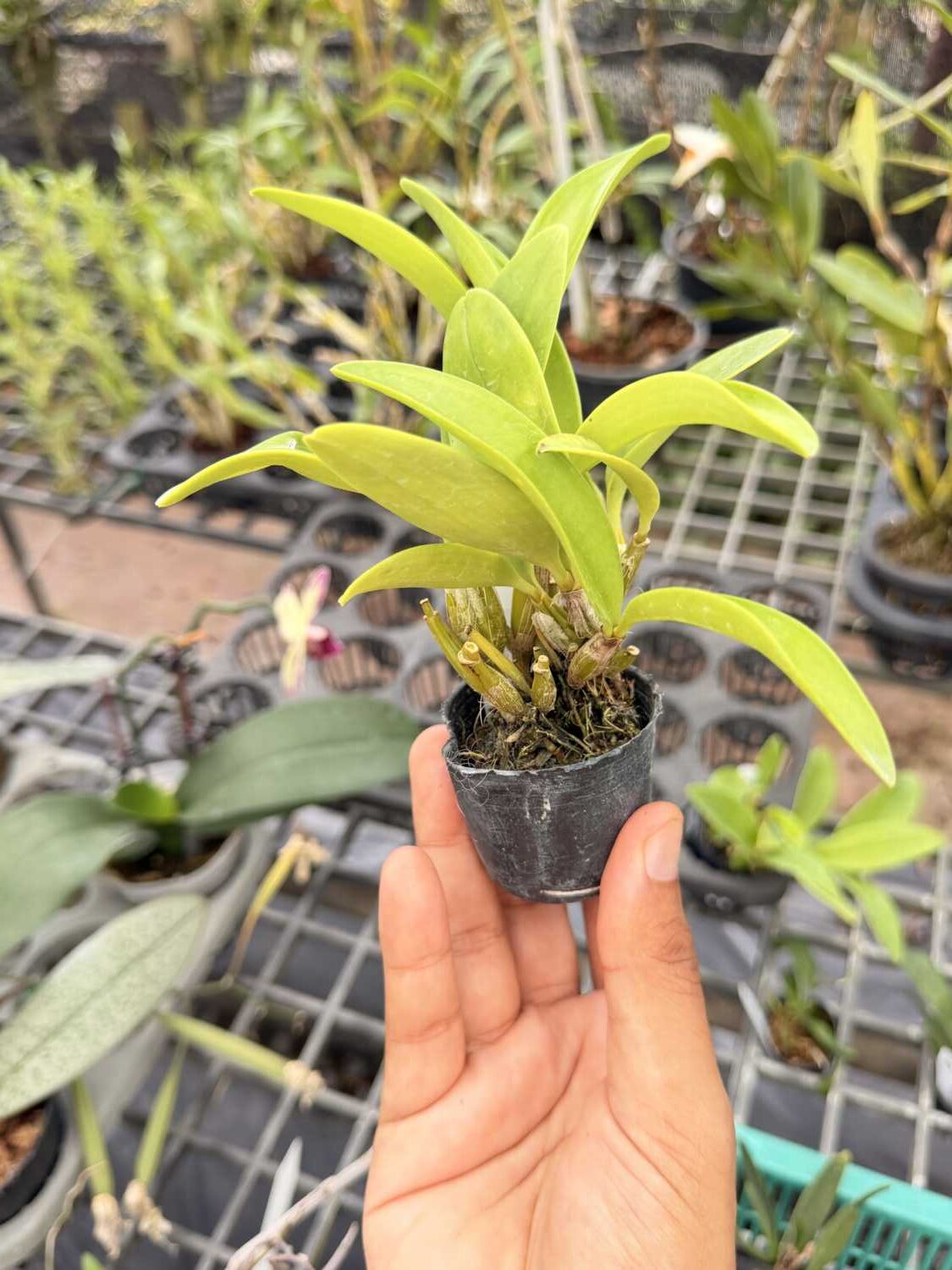 Dendrobium spectabile - Dendrobium spectabile