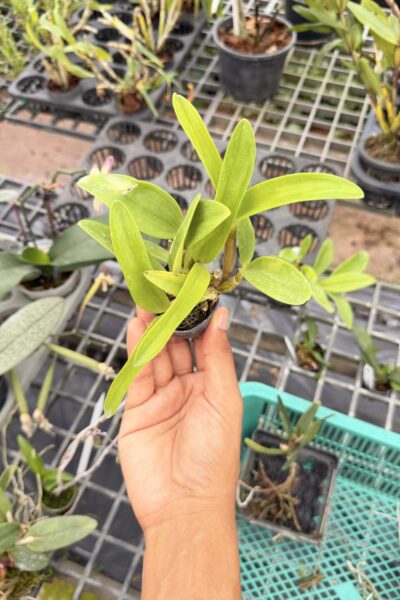 Dendrobium spectabile