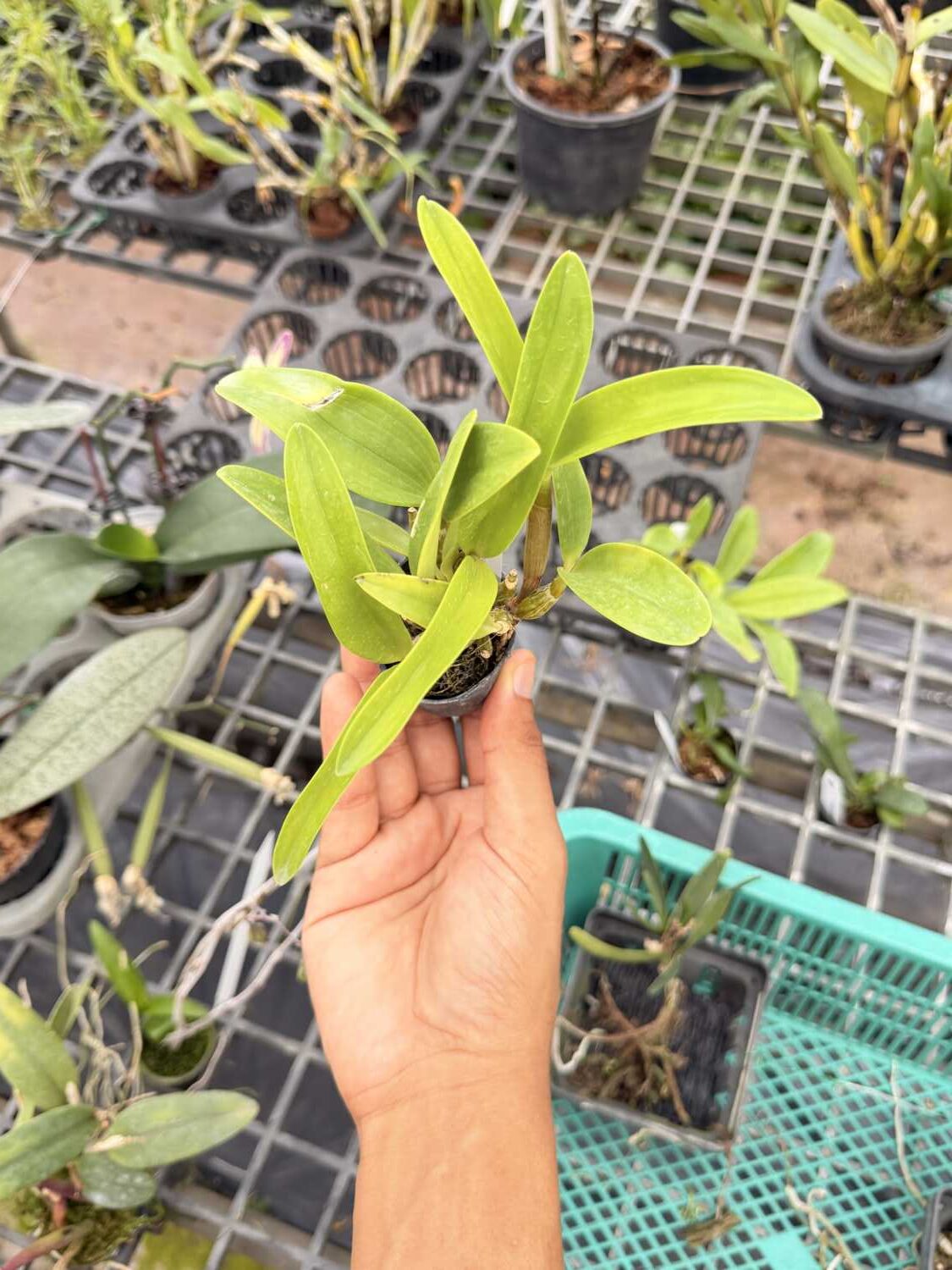 Dendrobium spectabile - Dendrobium spectabile