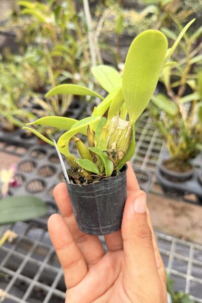 Dendrobium spectabile