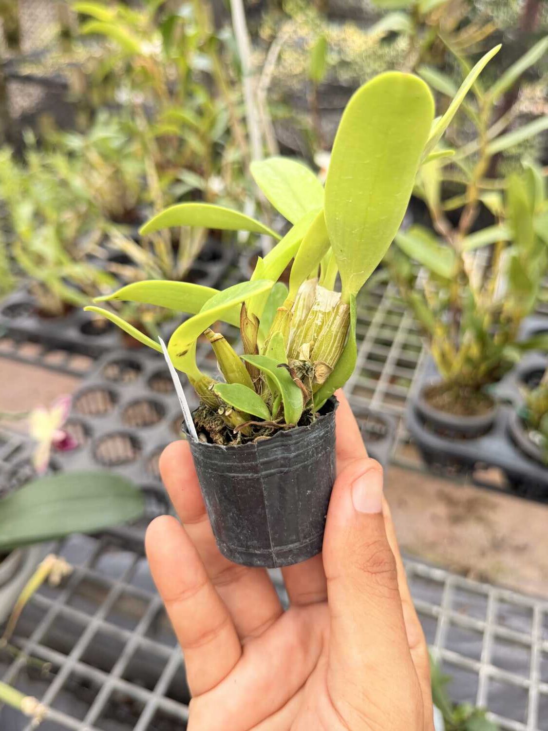 Dendrobium spectabile - Dendrobium spectabile