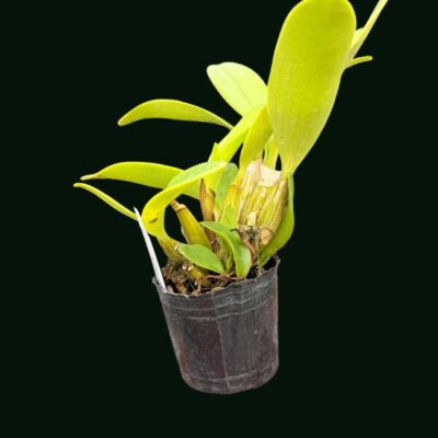 Dendrobium spectabile
