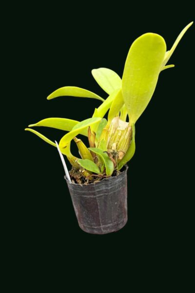 Home - Dendrobium spectabile