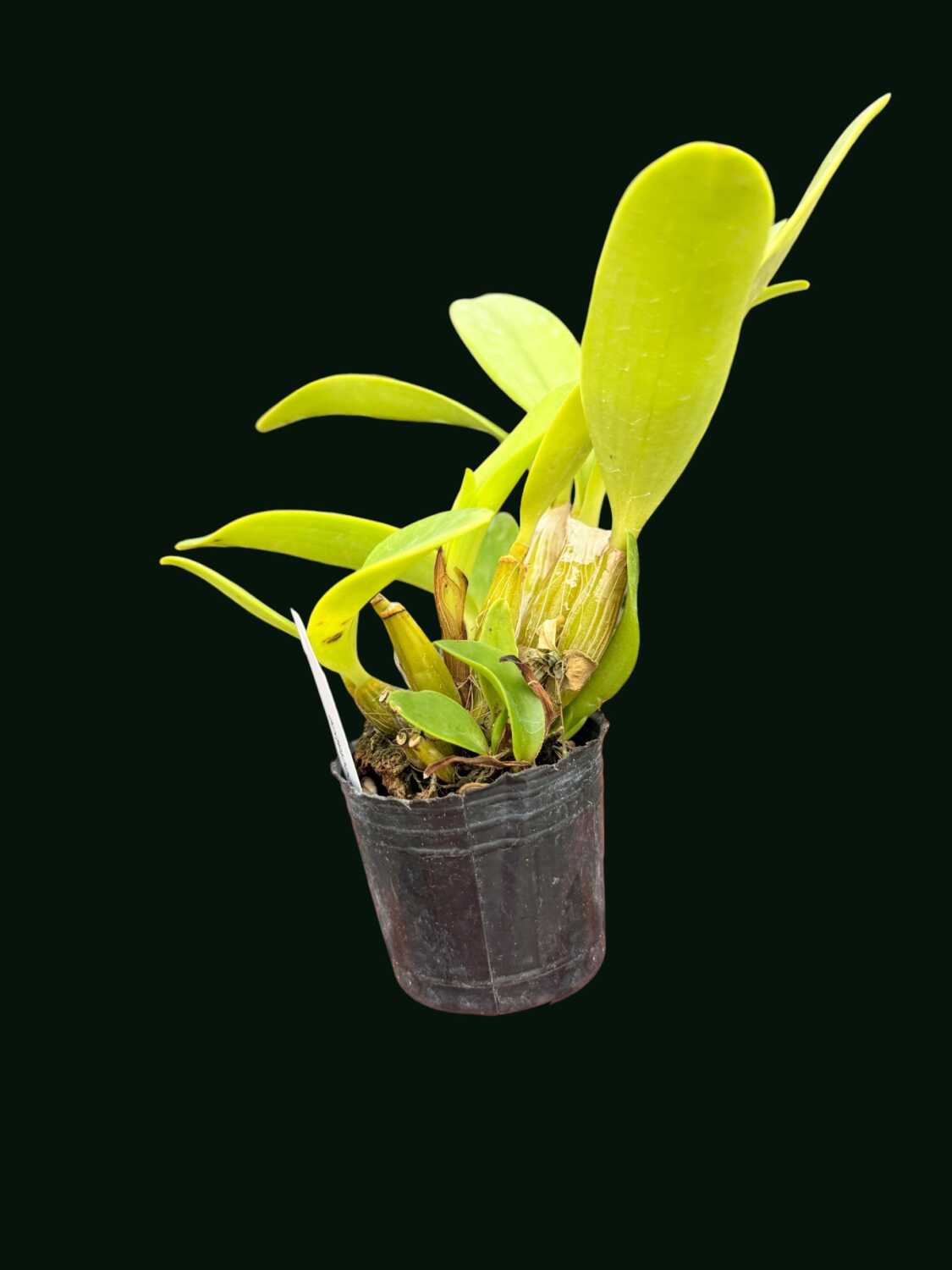 Dendrobium spectabile - Dendrobium spectabile
