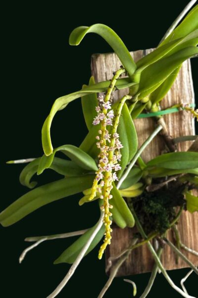Smitinandia micrantha