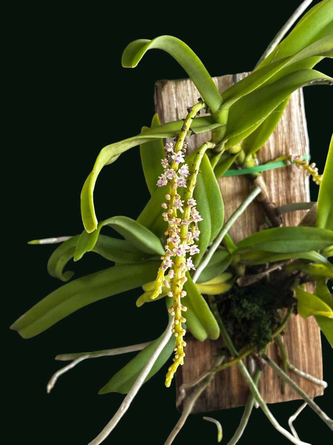 Smitinandia micrantha – Blooming Size - Smitinandia micrantha